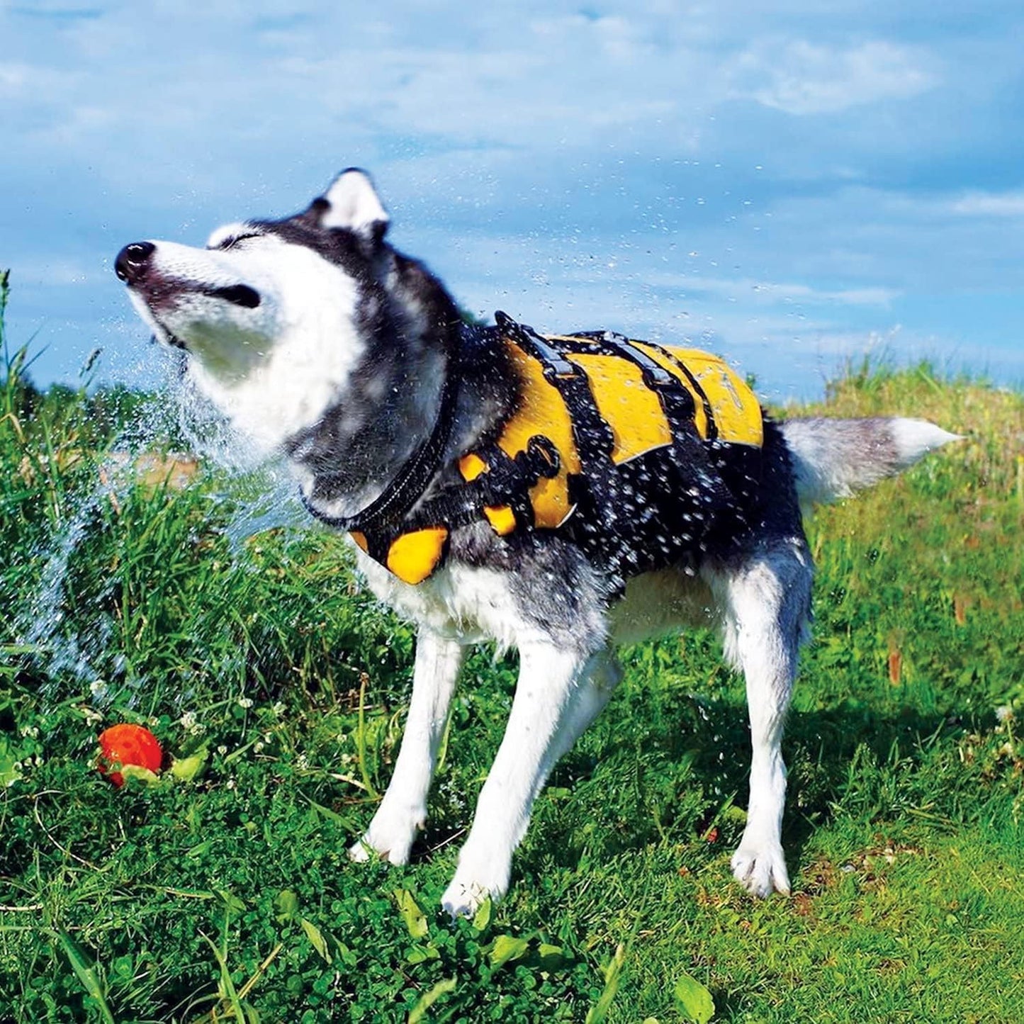 DFD Dog Life Jacket, Dog Life Vest for Swimming - Medium, Yellow | Adjustable Dog Swim Vest, Padded Neoprene Straps, Grab Handle, 50% More Flotation Material, Reflective Trim, Stays Upright