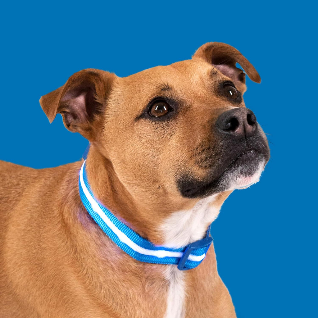Light up Dog Collar - the Original LED Dog Collar - USB Rechargeable - Waterproof - 1,000 Feet of Visibility - Dog Collar Light for Small, Medium, Large Dogs - USA Brand